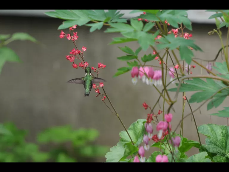 A ruby-throated hummingbird in Sudbury, photographed by Stephen Davis.