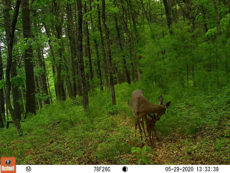A beaver at SVT's Memorial Forest in Sudbury, photographed with an automatically triggered wildlife camera by Craig Smith.