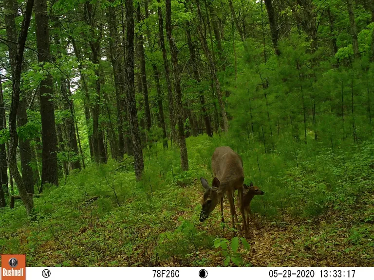 A beaver at SVT's Memorial Forest in Sudbury, photographed with an automatically triggered wildlife camera by Craig Smith.