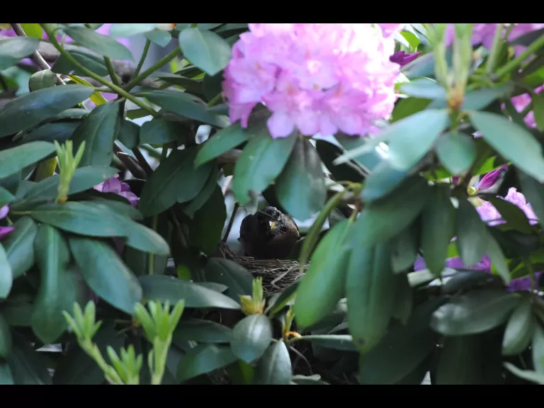 An American robin removes an egg shell from its nest in Sudbury, photographed by Stephen Davis.