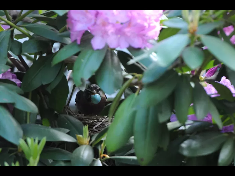 An American robin removes an egg shell from its nest in Sudbury, photographed by Stephen Davis.