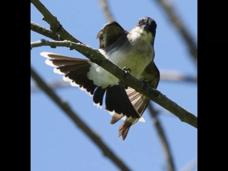 A gray catbird in Southborough, photographed by Steve Forman.