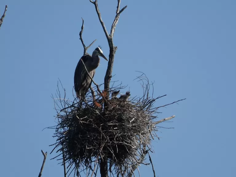 Great blue herons at SVT's Lyons-Cutler Reservation in Sudbury, photographed by Rich Hellmold.