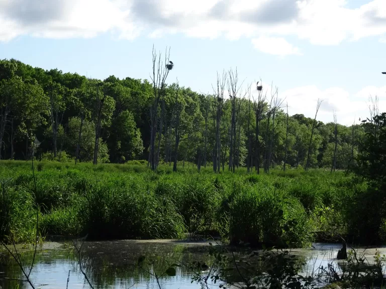 Great blue herons at SVT's Lyons-Cutler Reservation in Sudbury, photographed by Rich Hellmold.