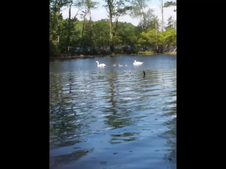 Mute swans at Mill Pond in Westborough, photographed by Blair Gately.
