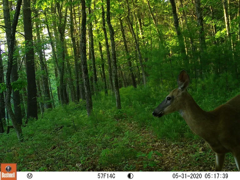 A beaver at SVT's Memorial Forest in Sudbury, photographed with an automatically triggered wildlife camera by Craig Smith.