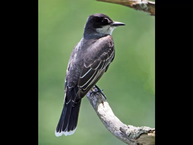 An eastern kingbird in Sudbury, photographed by Joan Chasan.