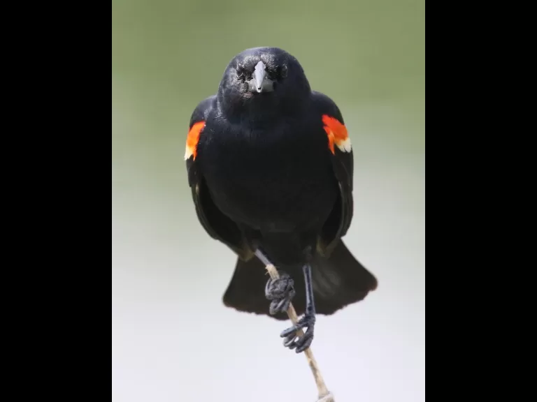 A red-winged blackbird at Farm Pond in Framingham, photographed by Steve Forman.