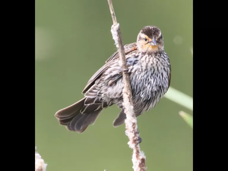 A red-winged blackbird at Farm Pond in Framingham, photographed by Steve Forman.