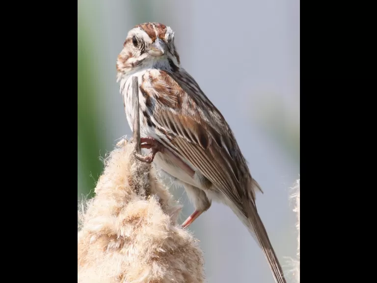 A red-winged blackbird at Farm Pond in Framingham, photographed by Steve Forman.