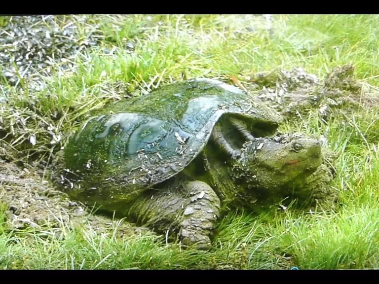 A painted turtle in Lincoln, photographed by Harold McAleer.