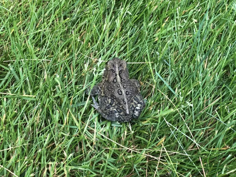 An American toad in Sudbury, photographed by Sarah Davis.