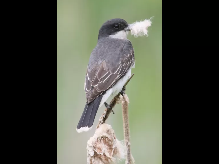 A gray catbird in Southborough, photographed by Steve Forman.