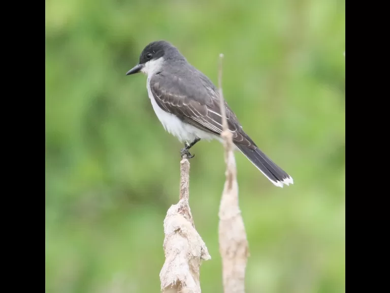 A gray catbird in Southborough, photographed by Steve Forman.