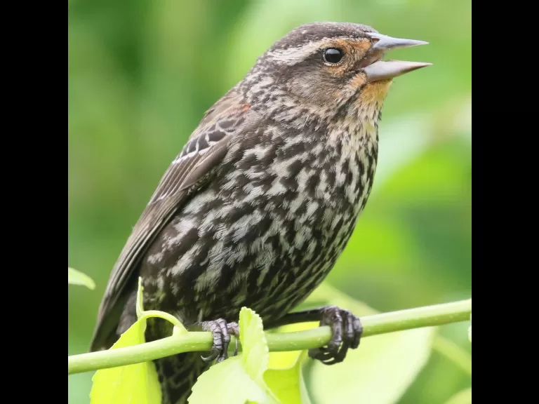 A gray catbird in Southborough, photographed by Steve Forman.