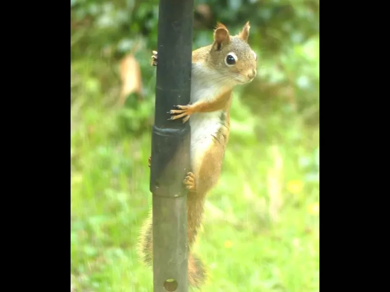 A red squirrel in Lincoln, photographed by Harold McAleer.
