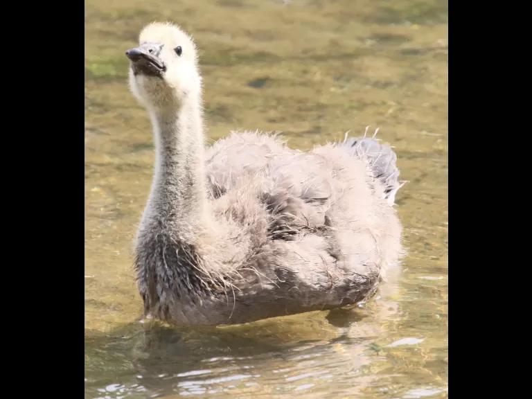 A Canada goose at Hager Pond in Marlborough, photographed by Steve Forman.