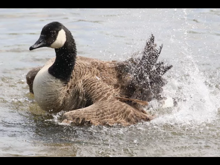 A Canada goose at Hager Pond in Marlborough, photographed by Steve Forman.