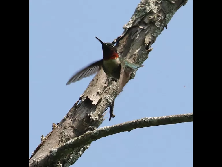 An eastern bluebird at Breakneck Hill Conservation Land in Southborough, photographed by Steve Forman.