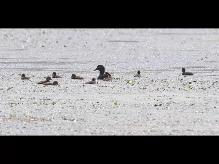 A great blue heron at Grist Mill Pond in Sudbury, photographed by Steve Forman.