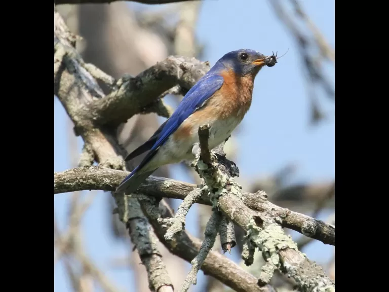 An eastern bluebird at Breakneck Hill Conservation Land in Southborough, photographed by Steve Forman.