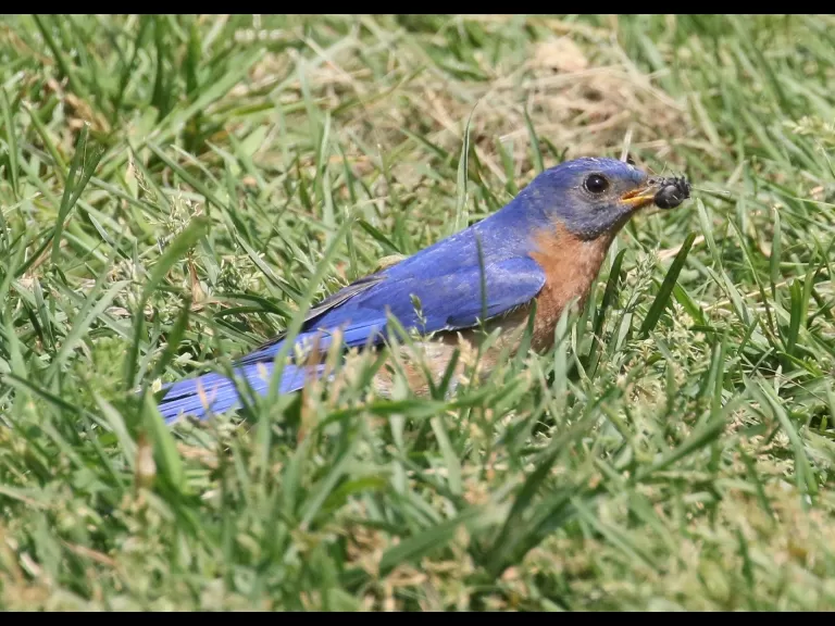 An eastern bluebird at Breakneck Hill Conservation Land in Southborough, photographed by Steve Forman.