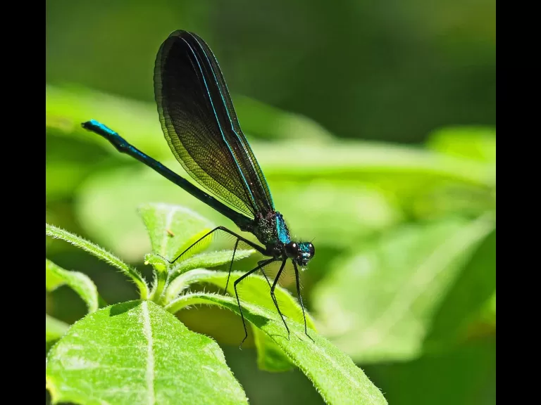 An ebony jewelwing at Garden in the Woods in Framingham, photographed by Joan Chasan.
