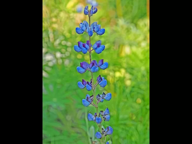 An ebony jewelwing at Garden in the Woods in Framingham, photographed by Joan Chasan.
