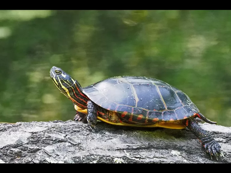 An ebony jewelwing at Garden in the Woods in Framingham, photographed by Joan Chasan.