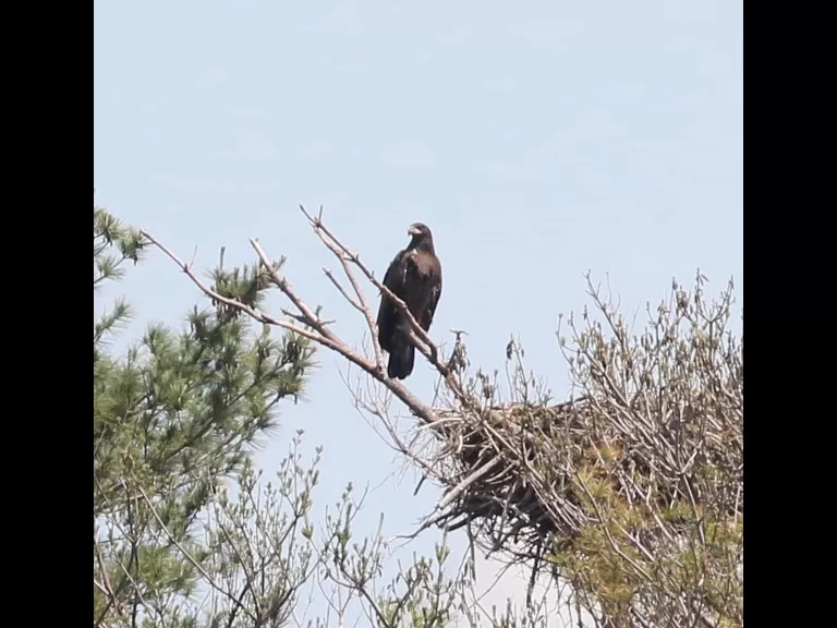 A bald eagle at Foss Reservoir in Framingham, photographed by Steve Forman.