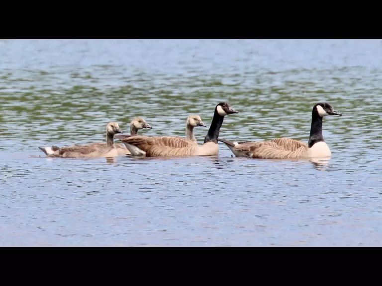 Canada geese at Farm Pond in Framingham, photographed by Steve Forman.