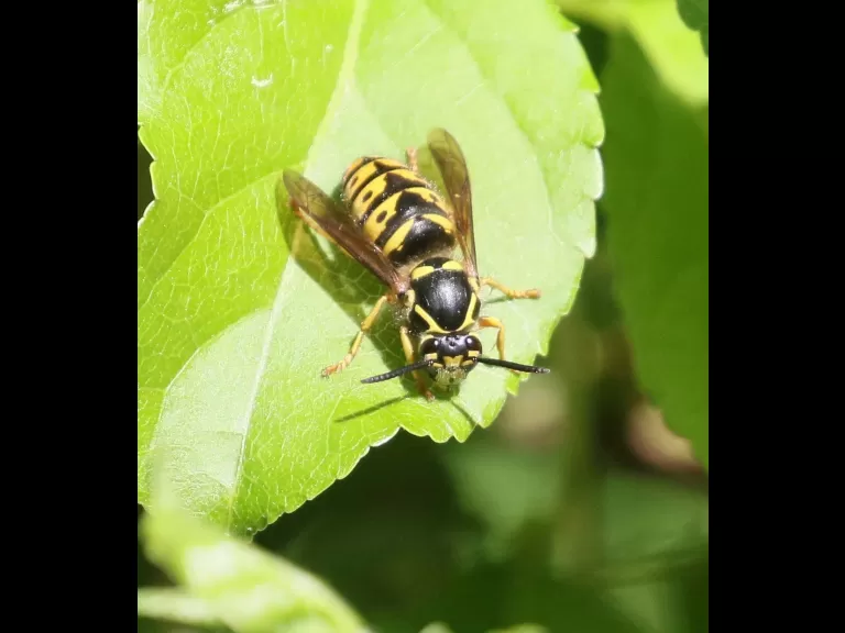 An eastern bluebird at Breakneck Hill Conservation Land in Southborough, photographed by Steve Forman.