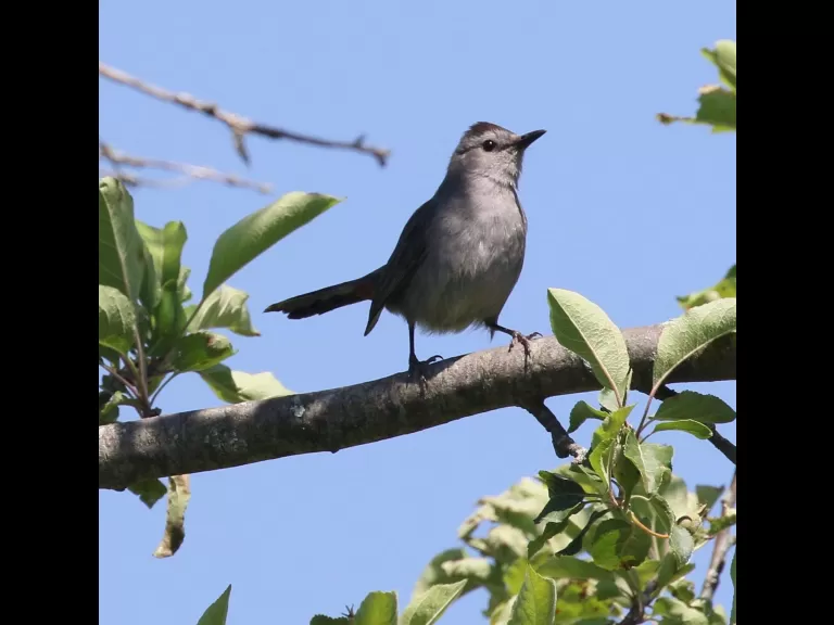 An eastern bluebird at Breakneck Hill Conservation Land in Southborough, photographed by Steve Forman.