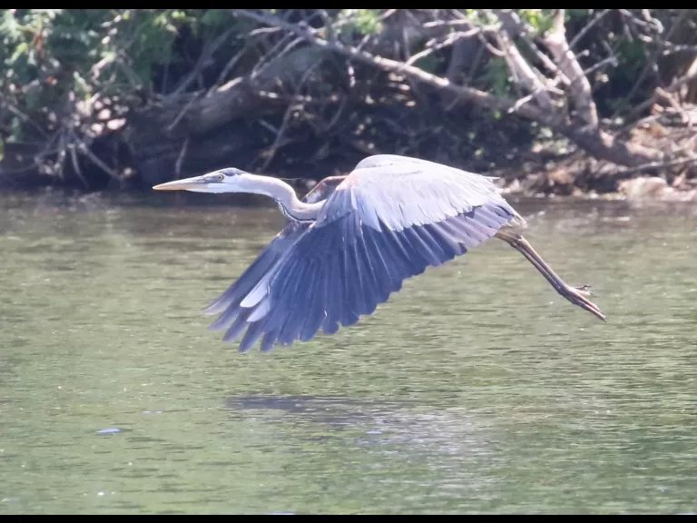 Canada geese at Farm Pond in Framingham, photographed by Steve Forman.