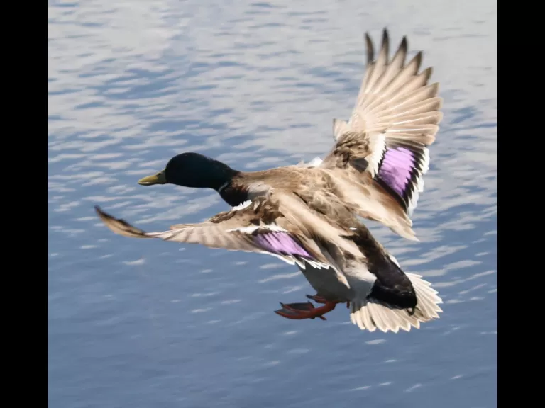 Canada geese at Farm Pond in Framingham, photographed by Steve Forman.