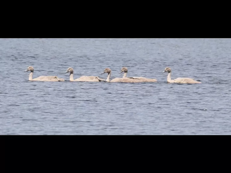 Canada geese at Farm Pond in Framingham, photographed by Steve Forman.
