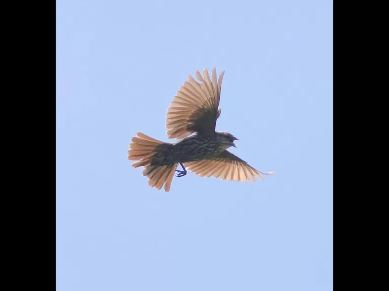 Canada geese at Farm Pond in Framingham, photographed by Steve Forman.