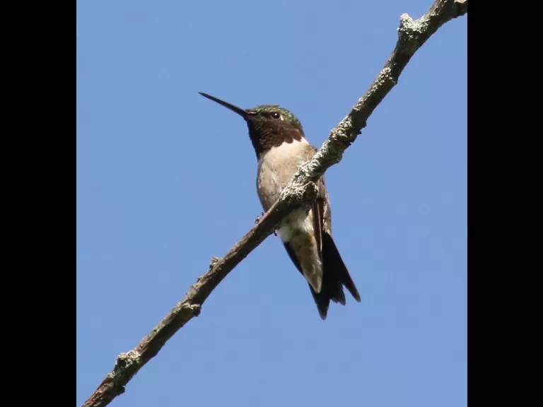 An eastern bluebird at Breakneck Hill Conservation Land in Southborough, photographed by Steve Forman.