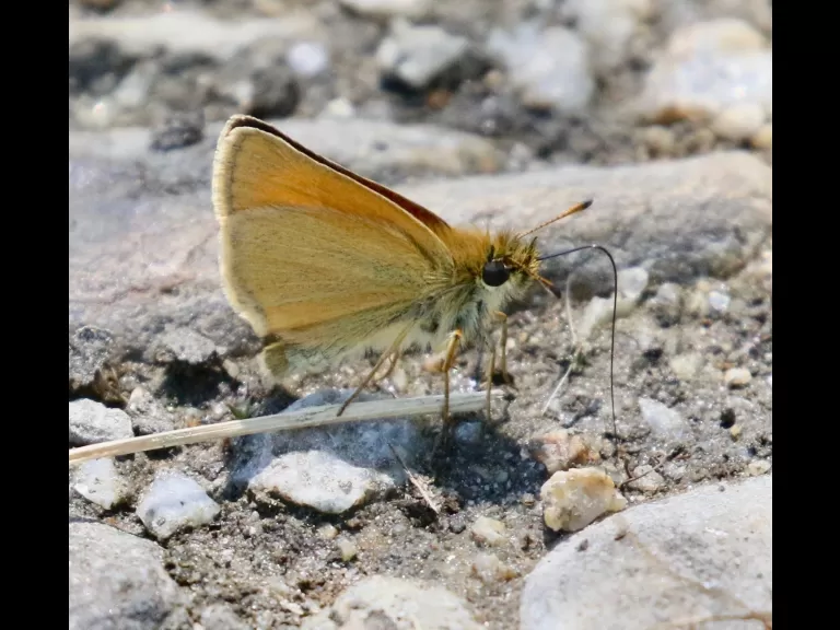 An eastern bluebird at Breakneck Hill Conservation Land in Southborough, photographed by Steve Forman.