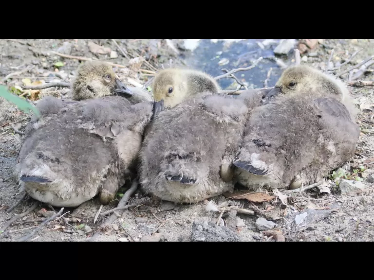A Canada goose at Hager Pond in Marlborough, photographed by Steve Forman.