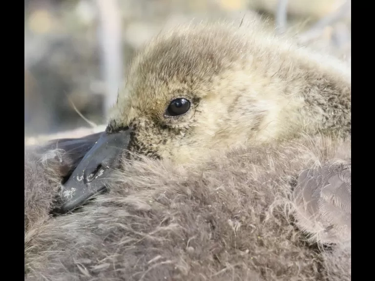 A Canada goose at Hager Pond in Marlborough, photographed by Steve Forman.
