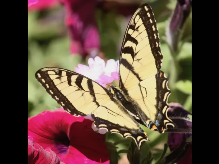 An eastern tiger swallowtail in Framingham, photographed by Steve Forman.