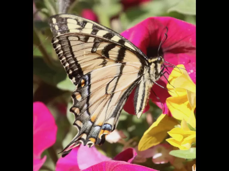 An eastern tiger swallowtail in Framingham, photographed by Steve Forman.