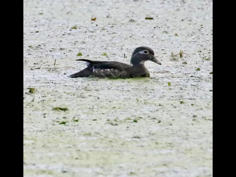 A great blue heron at Grist Mill Pond in Sudbury, photographed by Steve Forman.