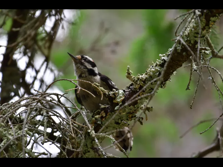 A downy woodpecker in Lincoln, photographed by Gail Sartori.