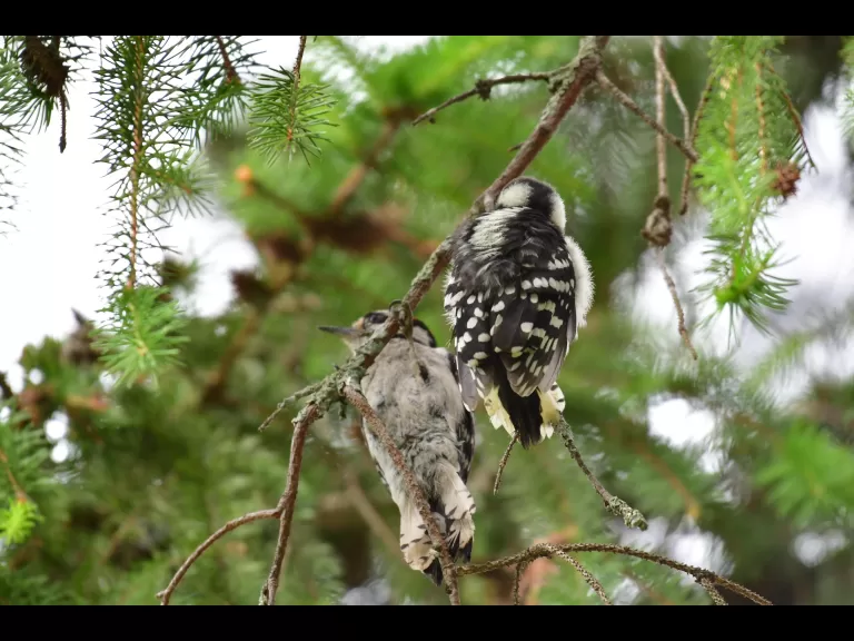 A downy woodpecker in Lincoln, photographed by Gail Sartori.