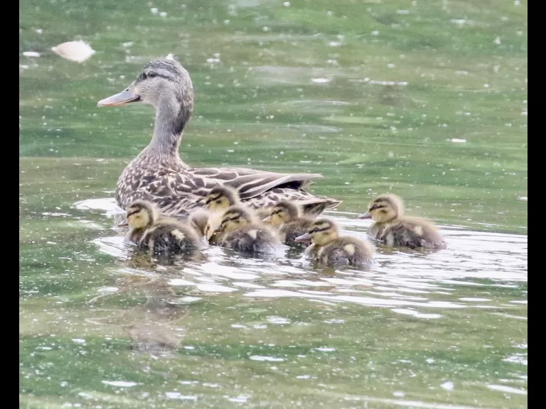 Mallards at Hager Pond in Marlborough, photographed by Steve Forman.