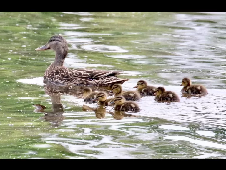 Mallards at Hager Pond in Marlborough, photographed by Steve Forman.