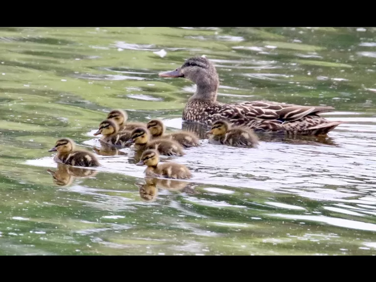 Mallards at Hager Pond in Marlborough, photographed by Steve Forman.