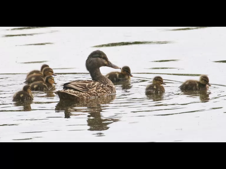 Mallards at Hager Pond in Marlborough, photographed by Steve Forman.